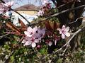 2013-0401_Ornamental_Cherry_6C